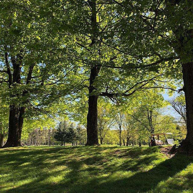 Golf Course Photo with trees